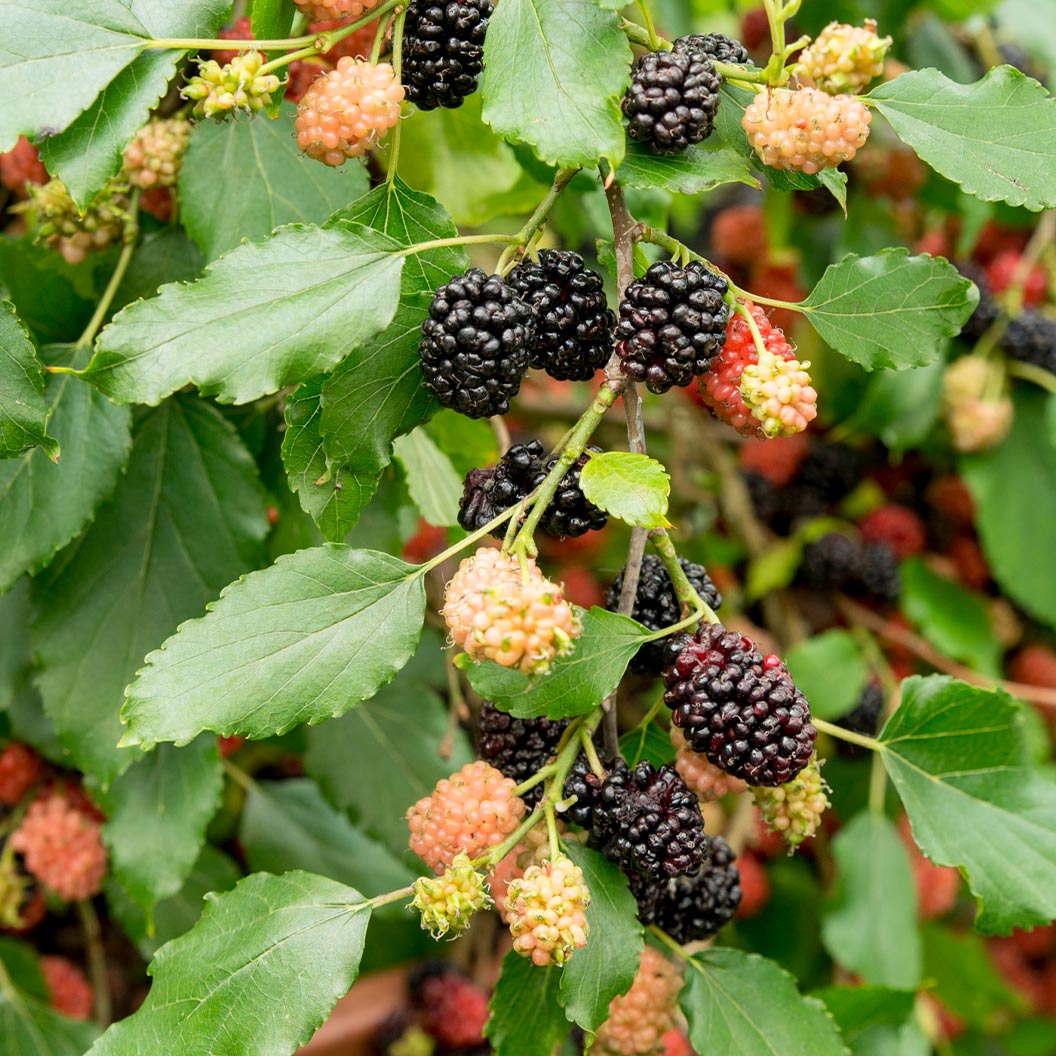 MojoBerry® Mulberry Bush - Image 3