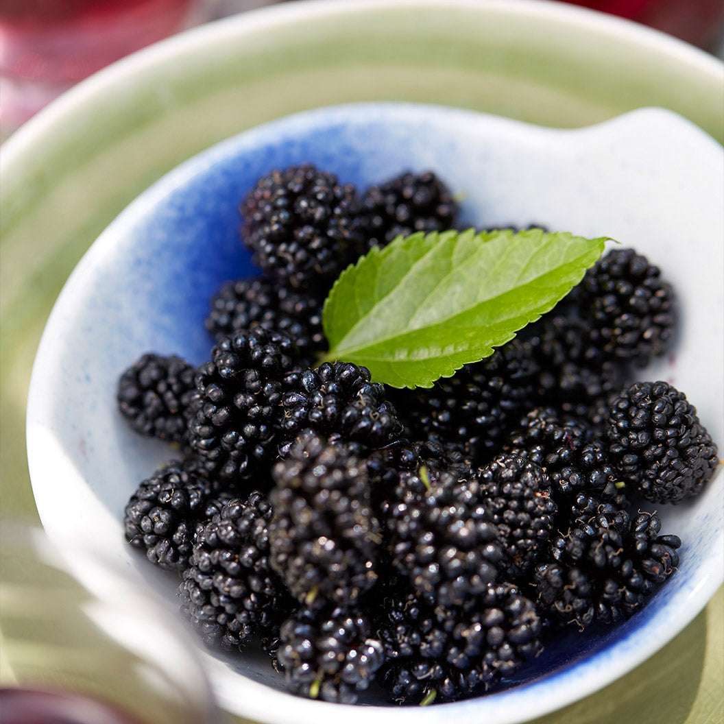MojoBerry® Mulberry Bush - Image 4