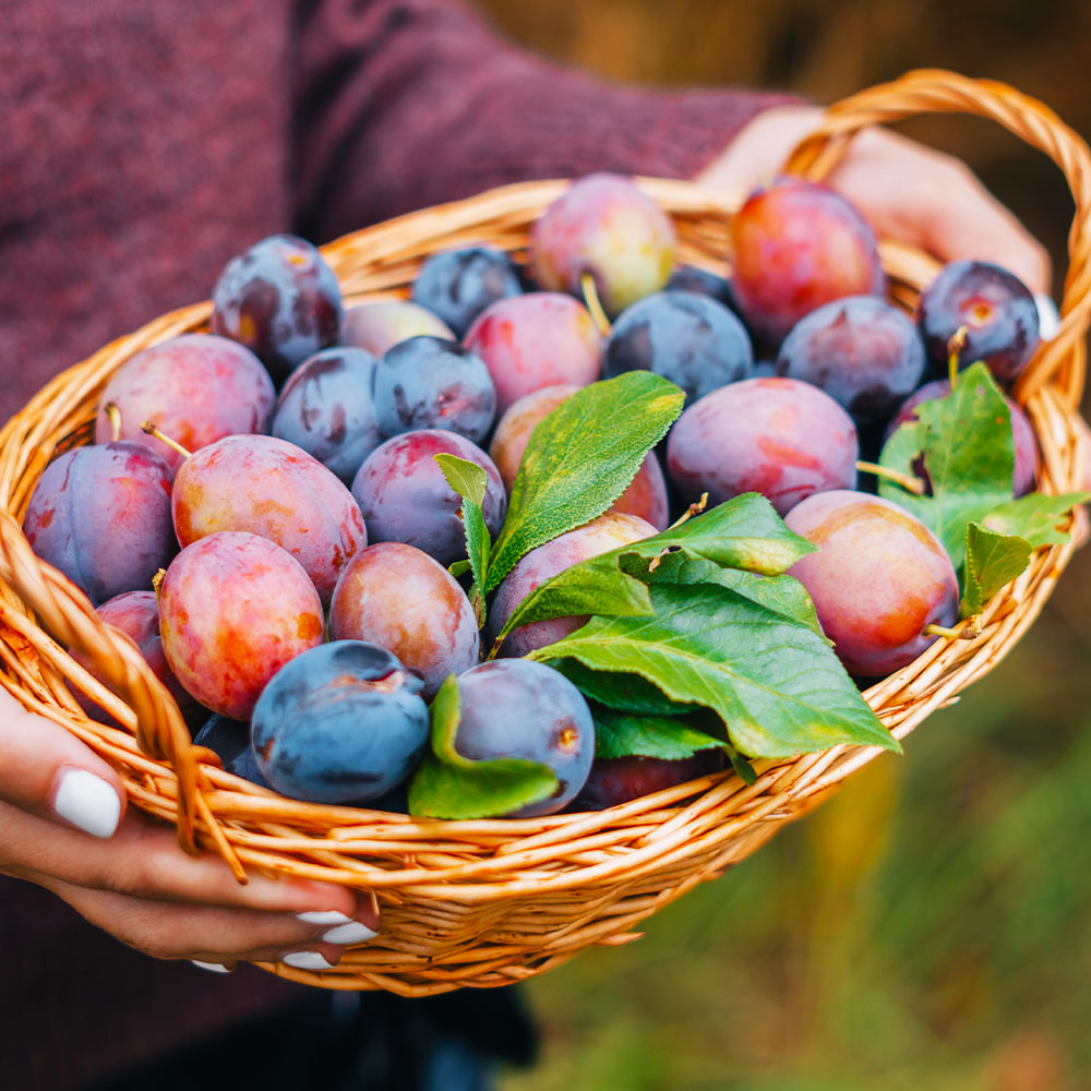 4-in-1 Plum Tree