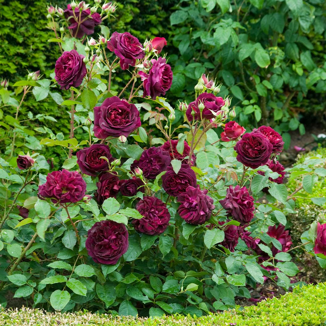 David Austin® Munstead Wood® Rose Bush - Image 2