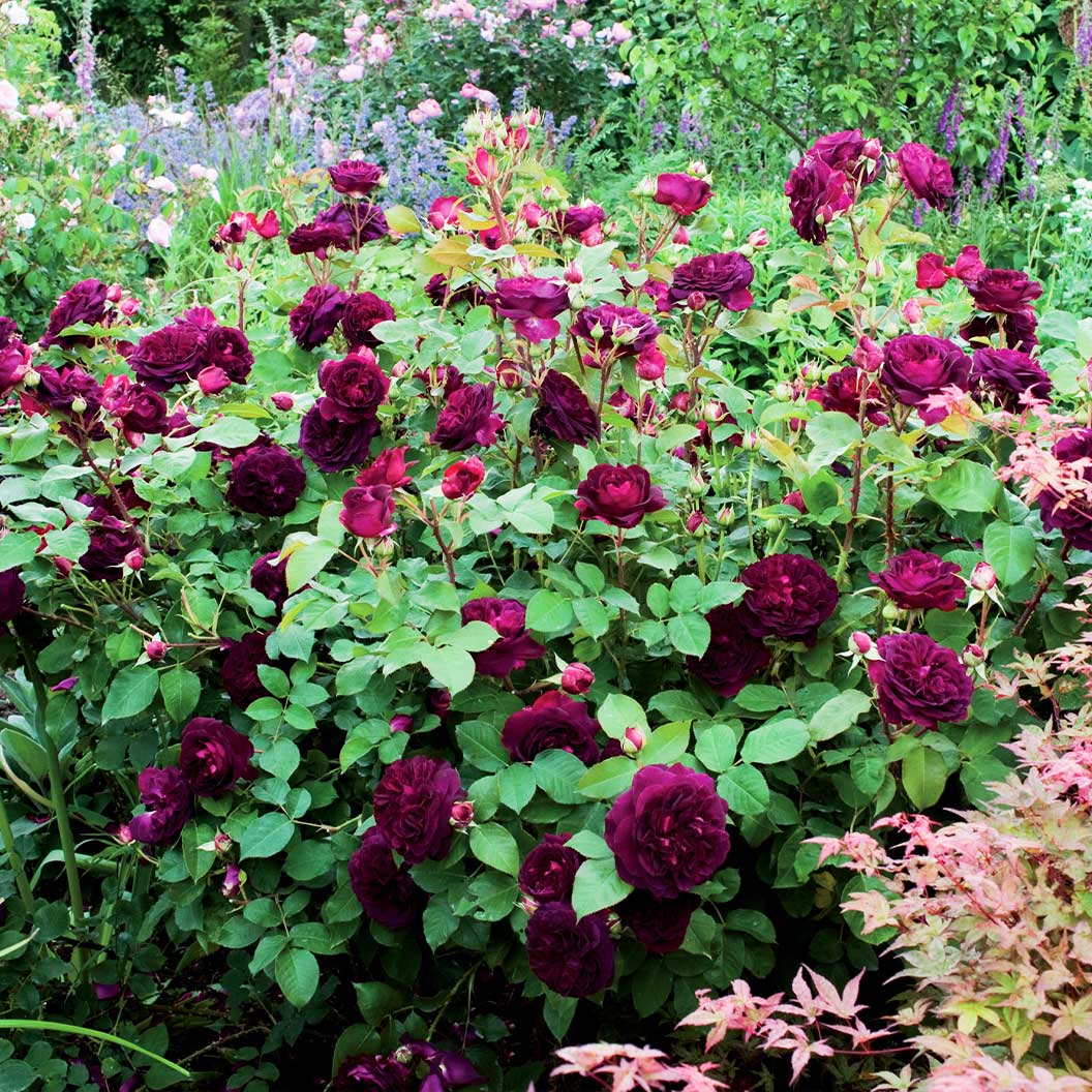 David Austin® Munstead Wood® Rose Bush - Image 3