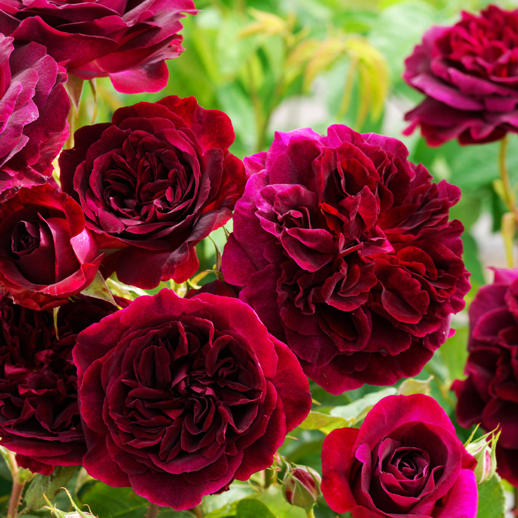 David Austin® Munstead Wood® Rose Bush - Image 4