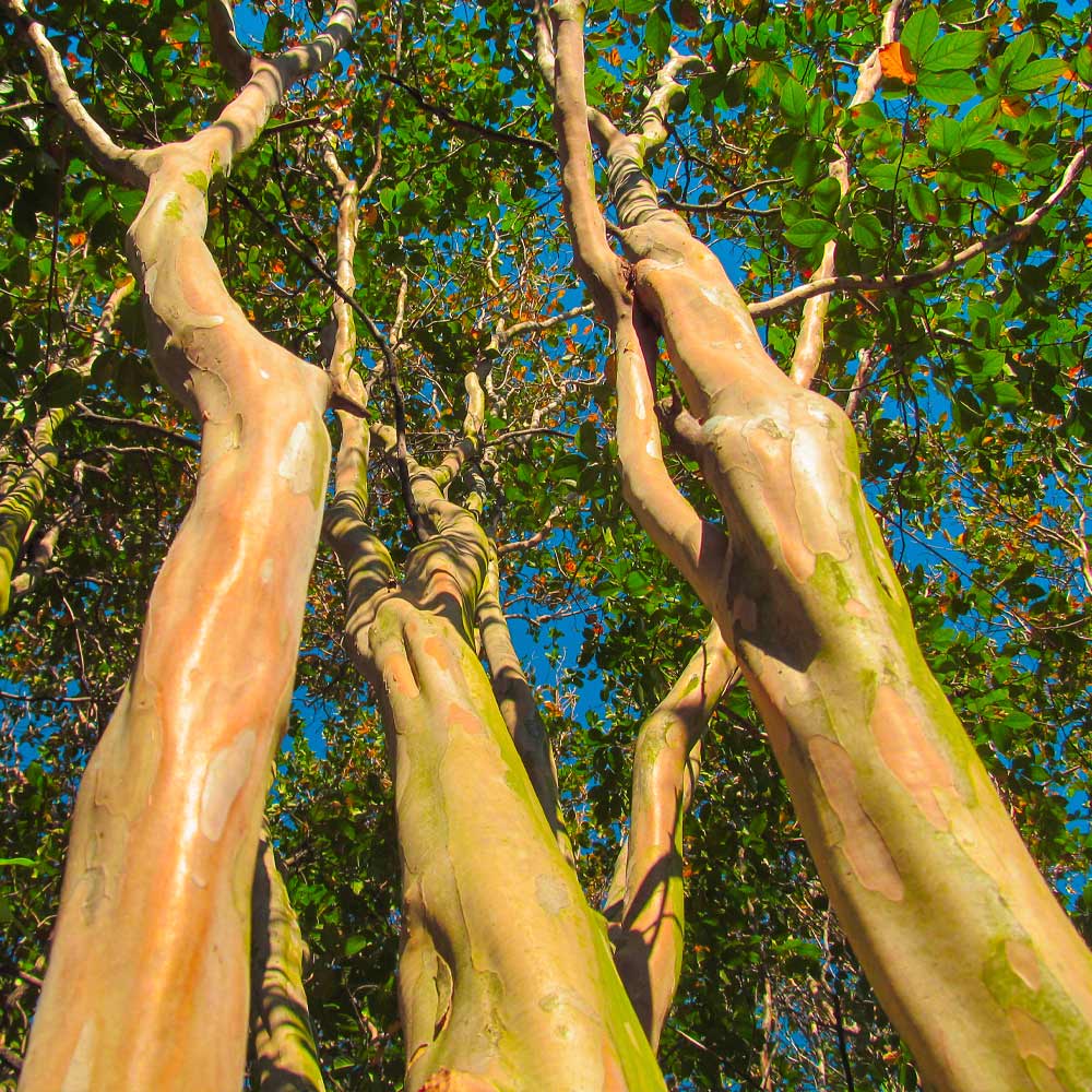 Muskogee Crape Myrtle Tree - Image 5