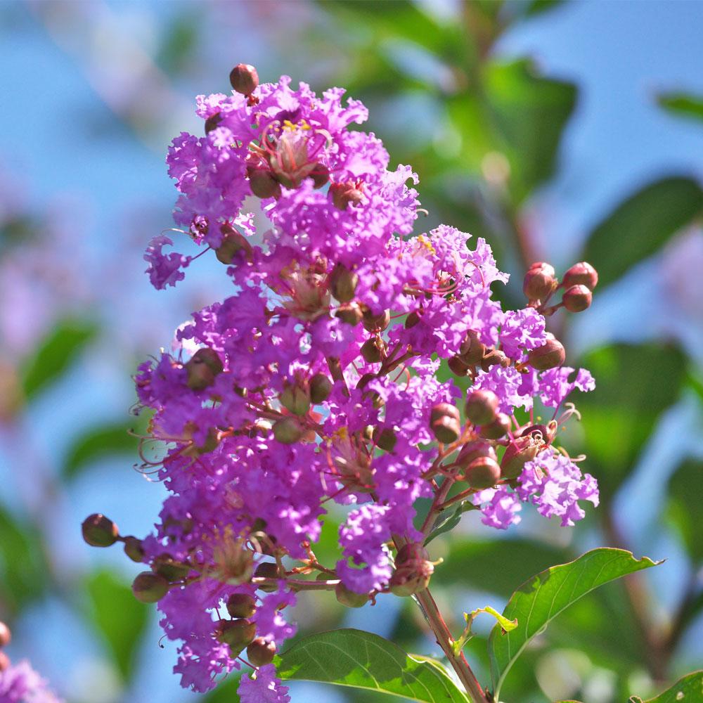 Muskogee Crape Myrtle Tree - Image 2