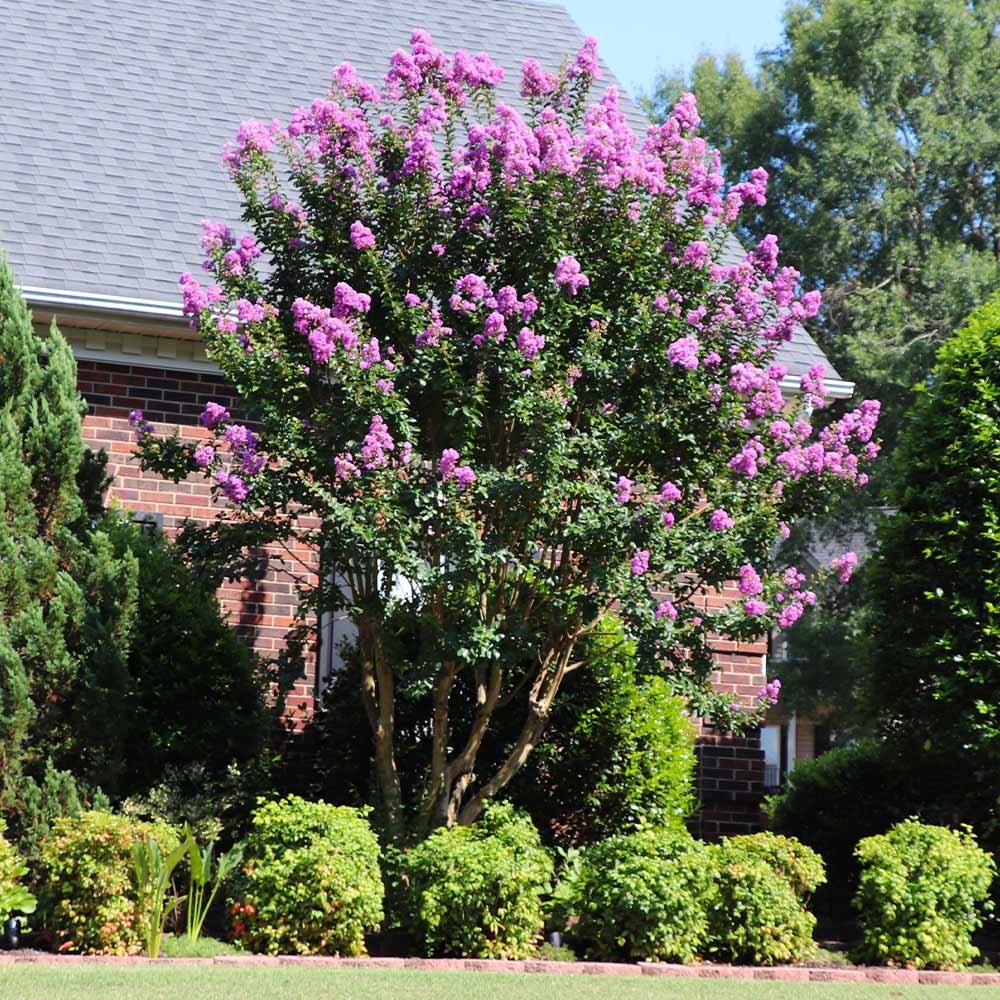 Muskogee Crape Myrtle Tree - Image 3