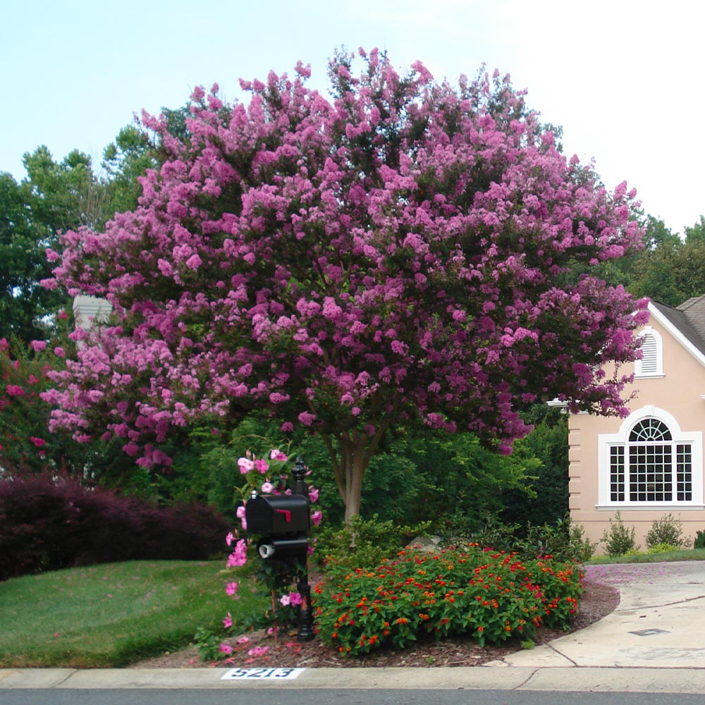 Muskogee Crape Myrtle Tree - Image 4