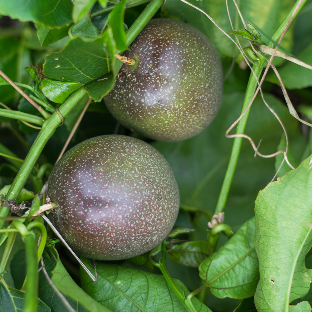 Nancy Garrison Passion Fruit Vine - Image 2
