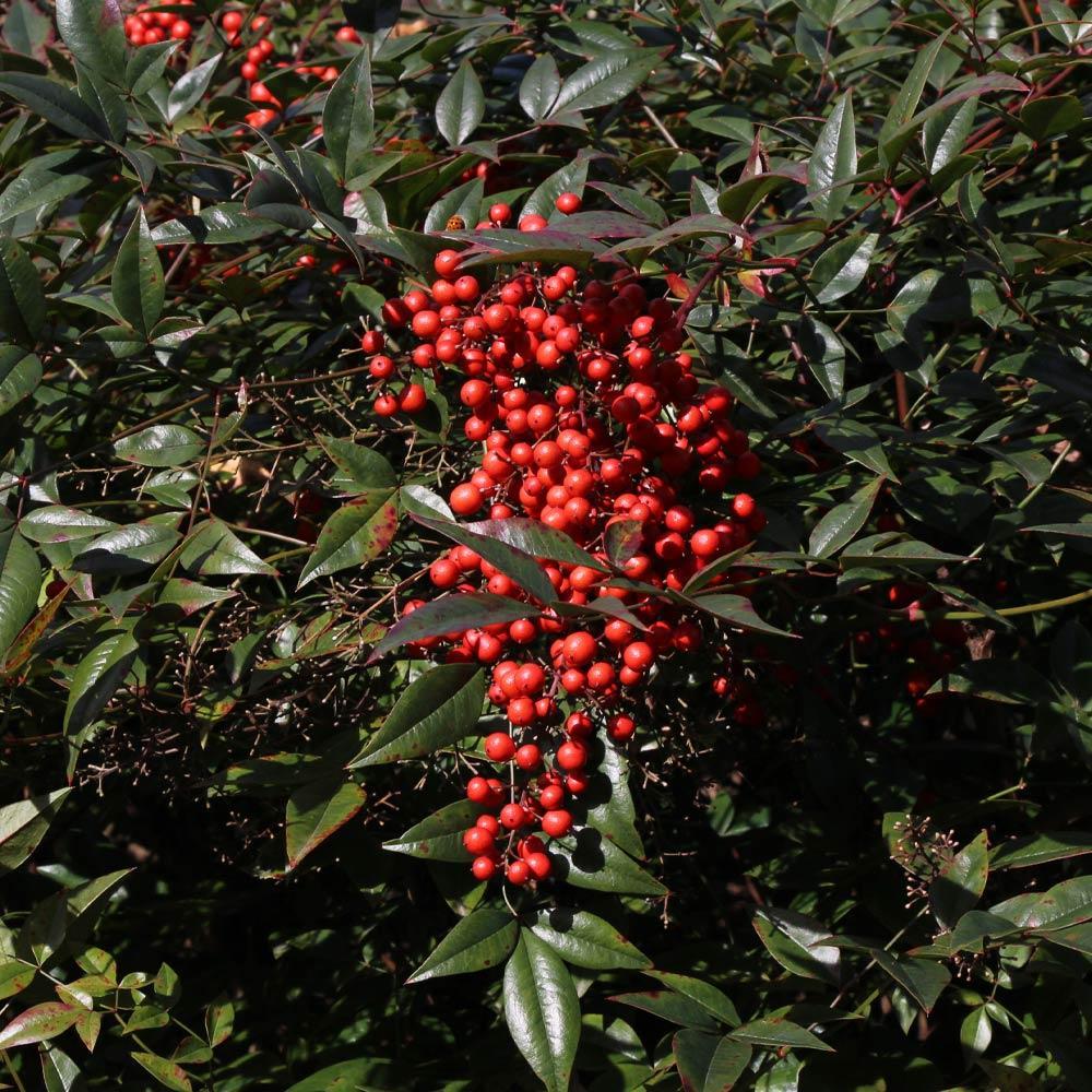 Heavenly Bamboo Nandina Shrub - Image 3