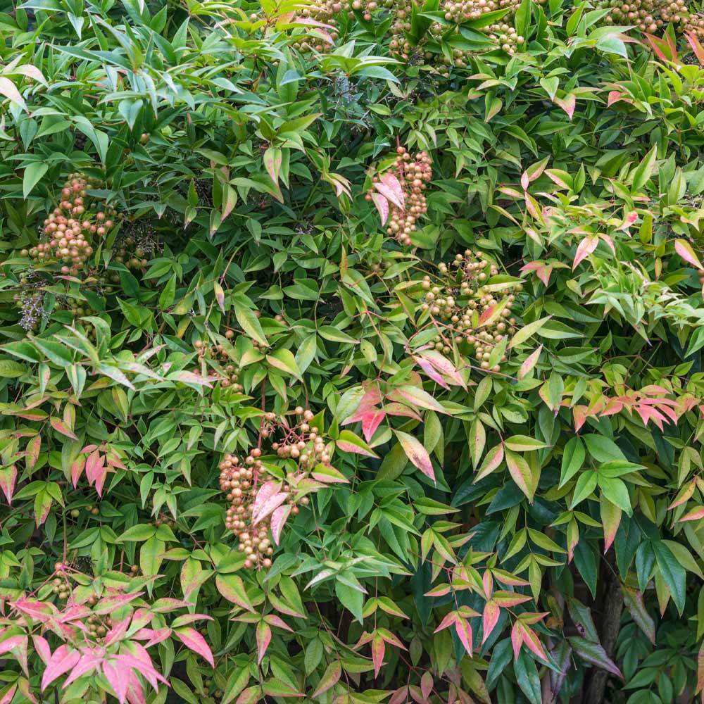 Heavenly Bamboo Nandina Shrub - Image 2