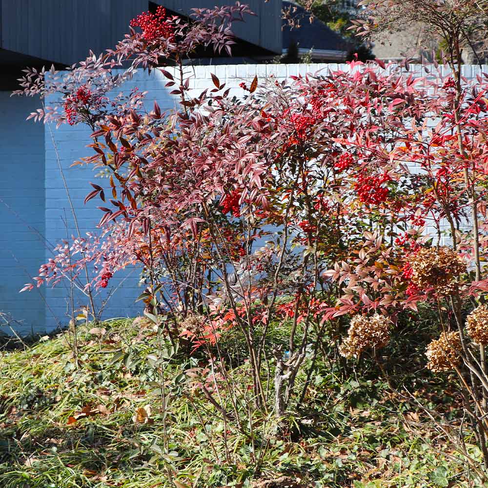 Heavenly Bamboo Nandina Shrub - Image 4