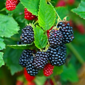 Natchez Blackberry