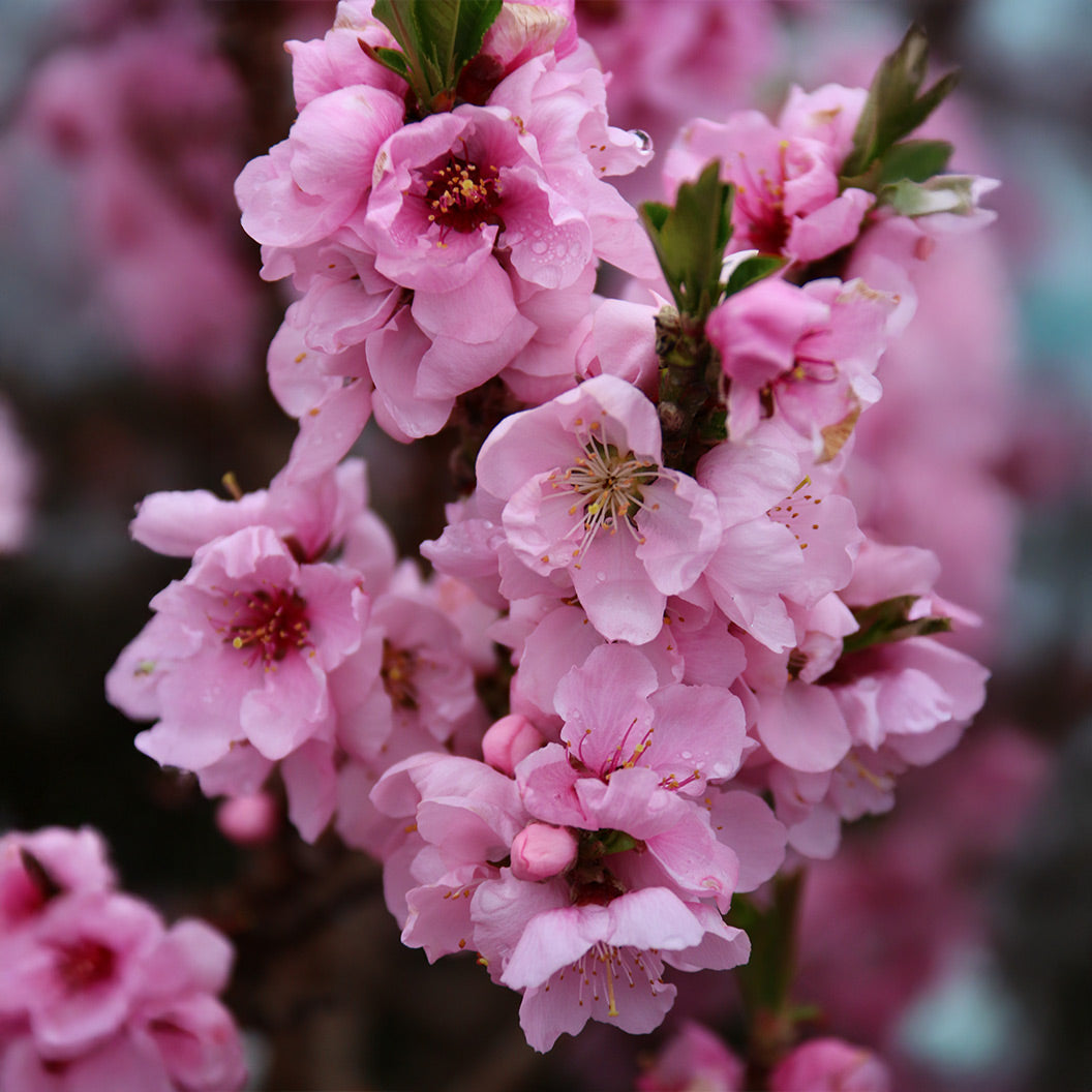 Nectar Babe Patio Nectarine Tree - Image 2