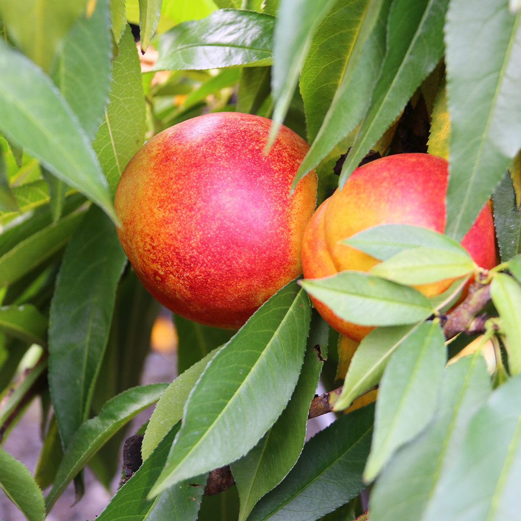 Nectar Babe Patio Nectarine Tree - Image 3