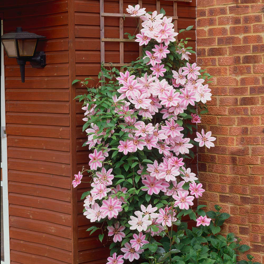 Nelly Moser Clematis Vine - Image 2