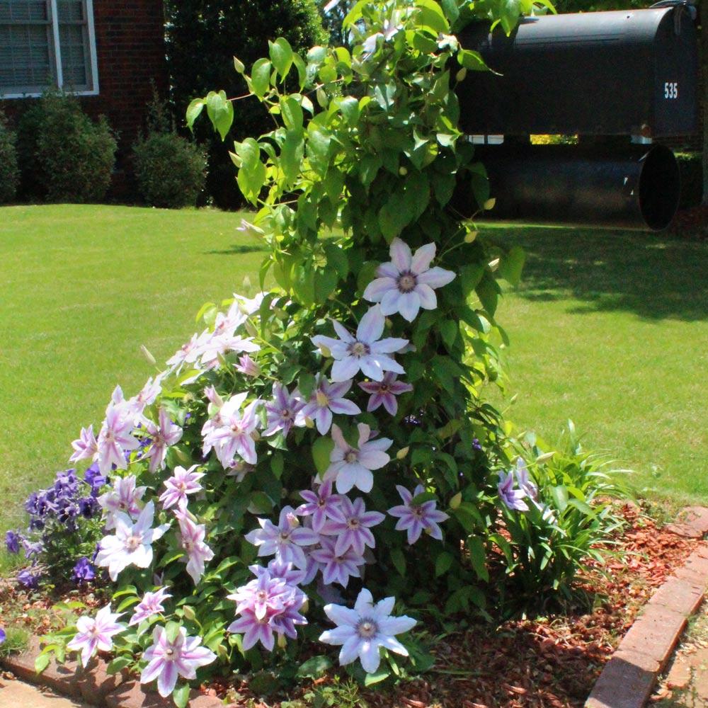 Nelly Moser Clematis Vine - Image 3