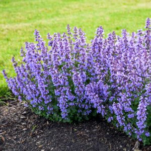 Proven Winners® Nepeta 'Cat’s Pajamas' Catmint