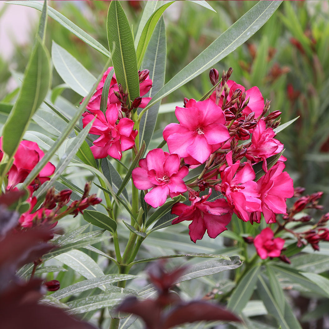 ¡OLÉ!® Bicolor Red Oleander Shrub - Image 2