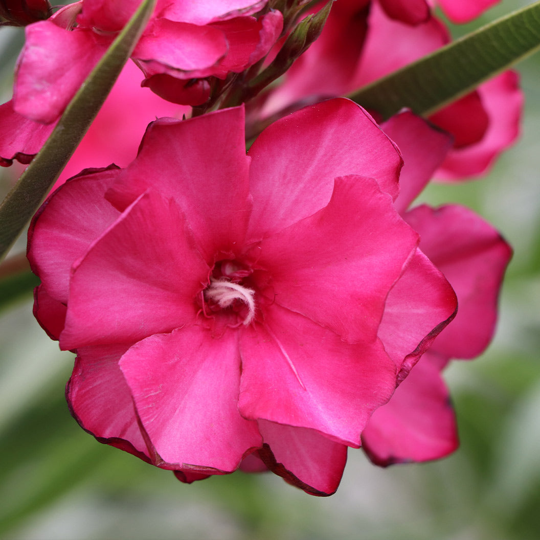 ¡OLÉ!® Bicolor Red Oleander Shrub - Image 3