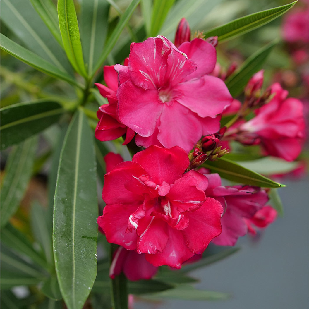 ¡OLÉ!® Bicolor Red Oleander Shrub - Image 4