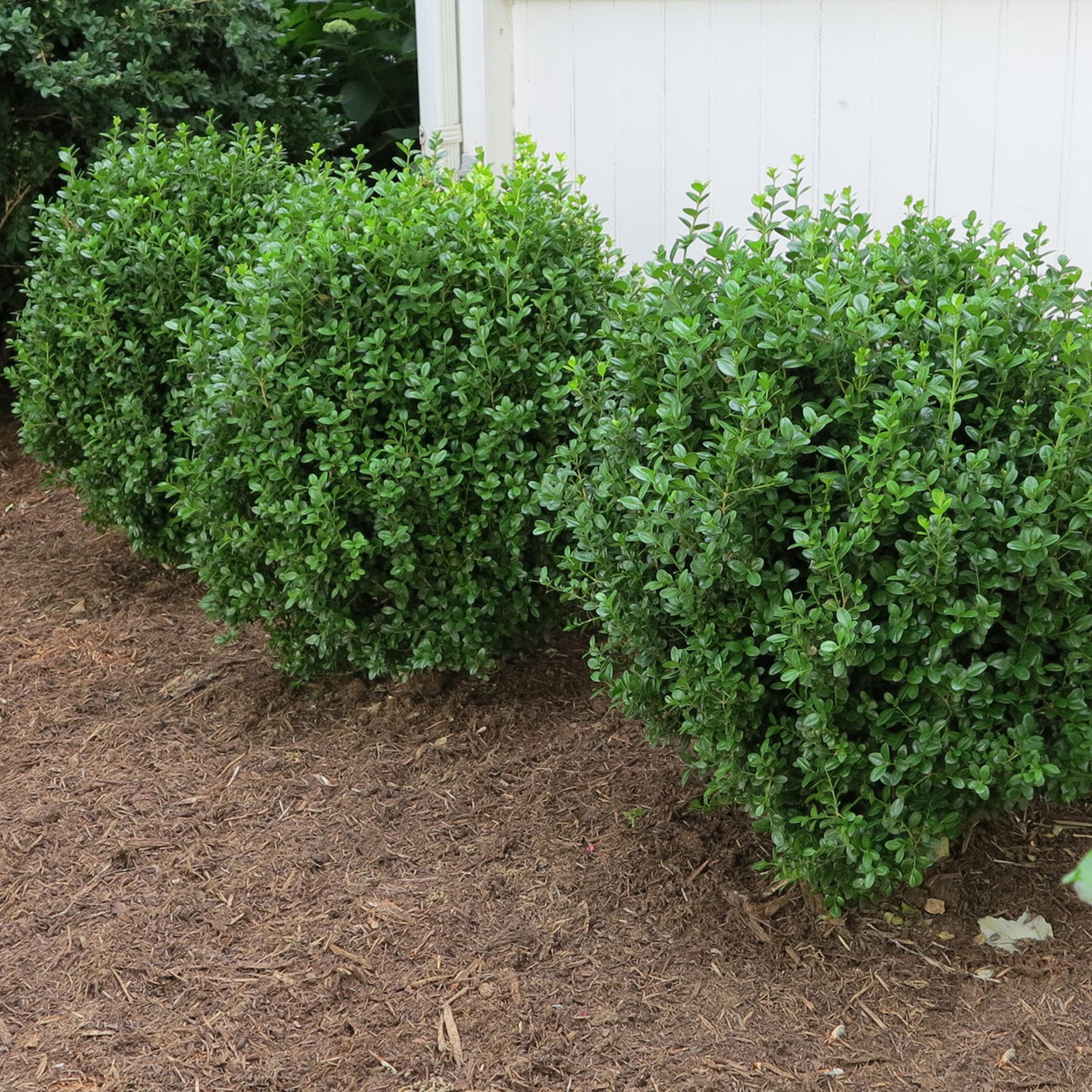 Proven Winners® NewGen Freedom® Boxwood - Image 3