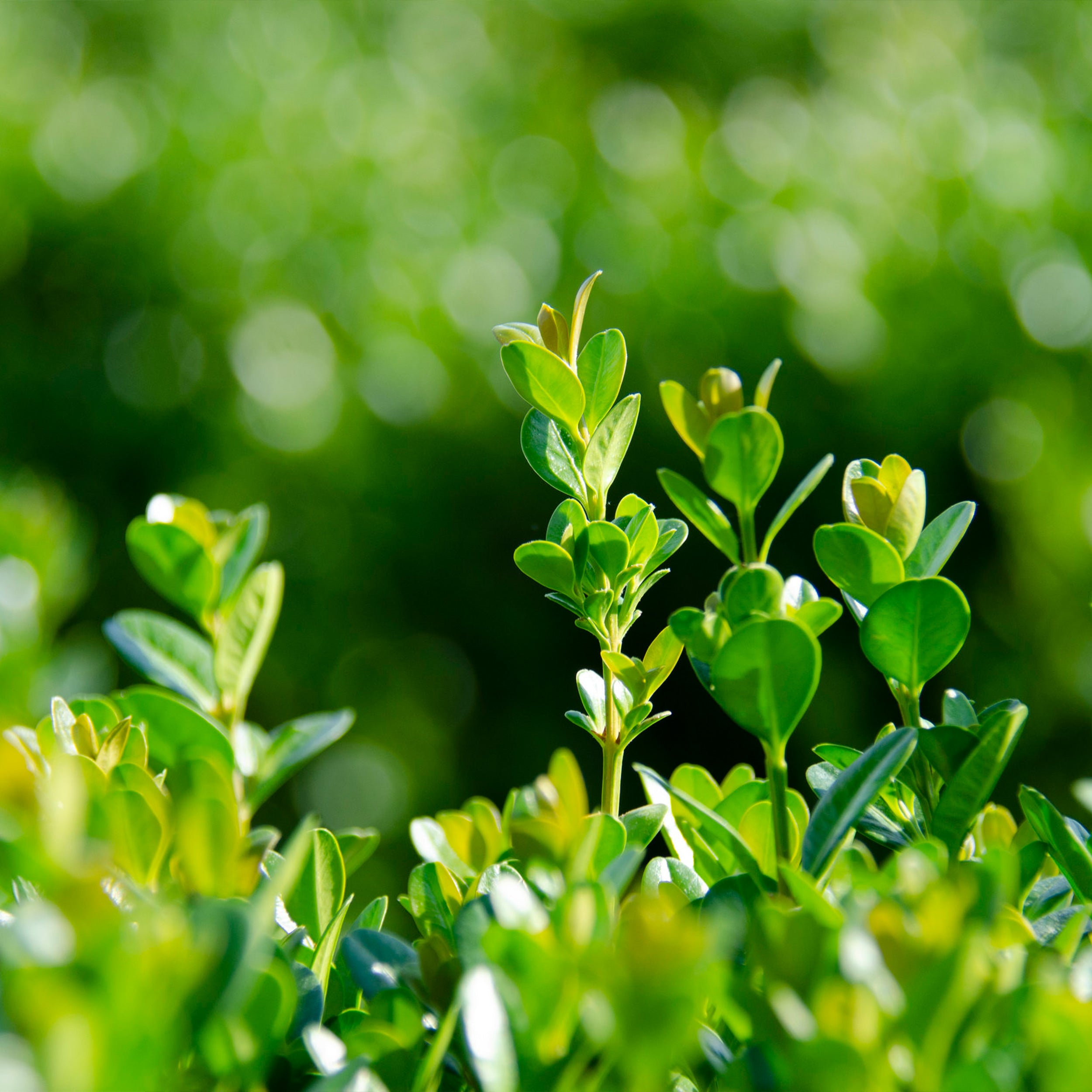 Proven Winners® NewGen Freedom® Boxwood - Image 4