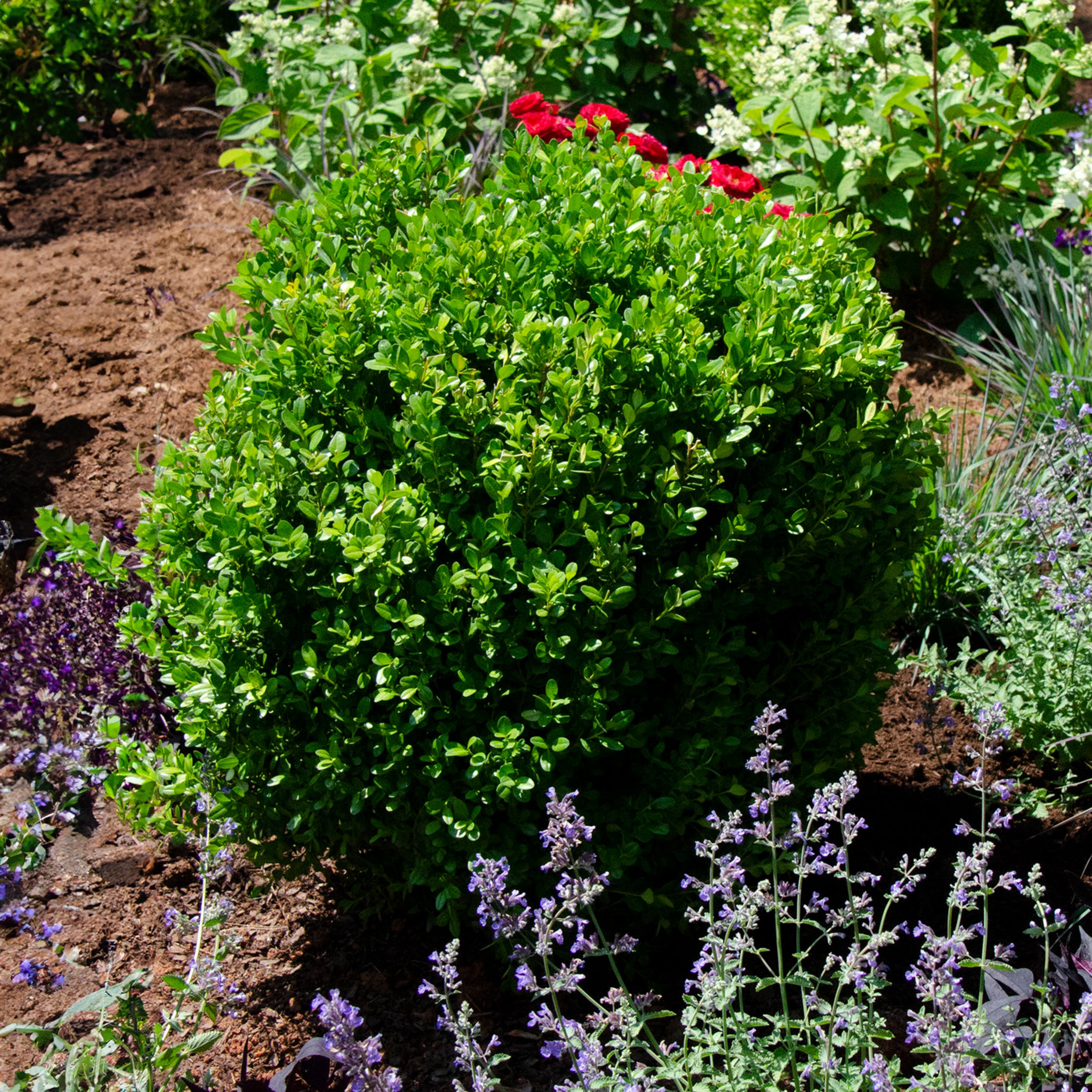 Proven Winners® NewGen Freedom® Boxwood - Image 2