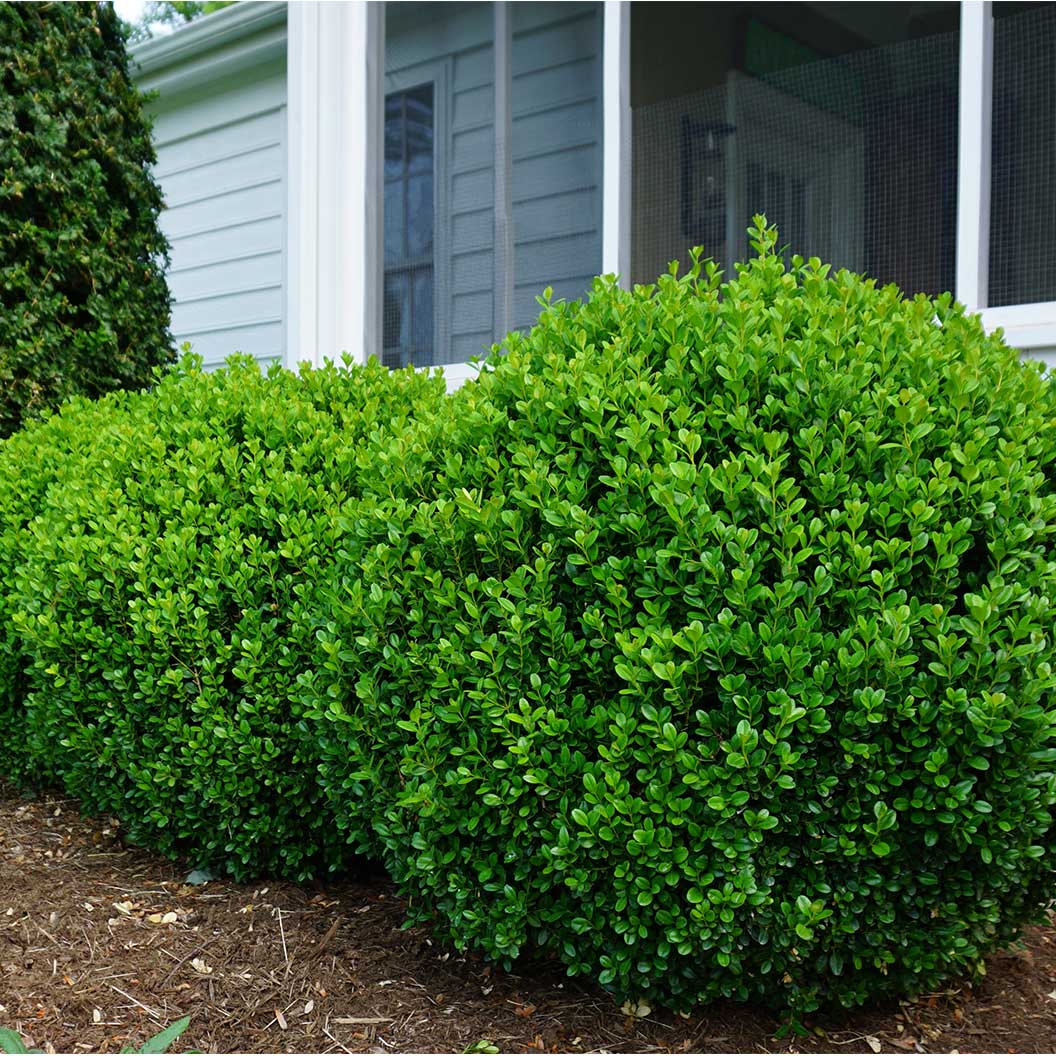 Proven Winners® NewGen Freedom® Boxwood - Image 5