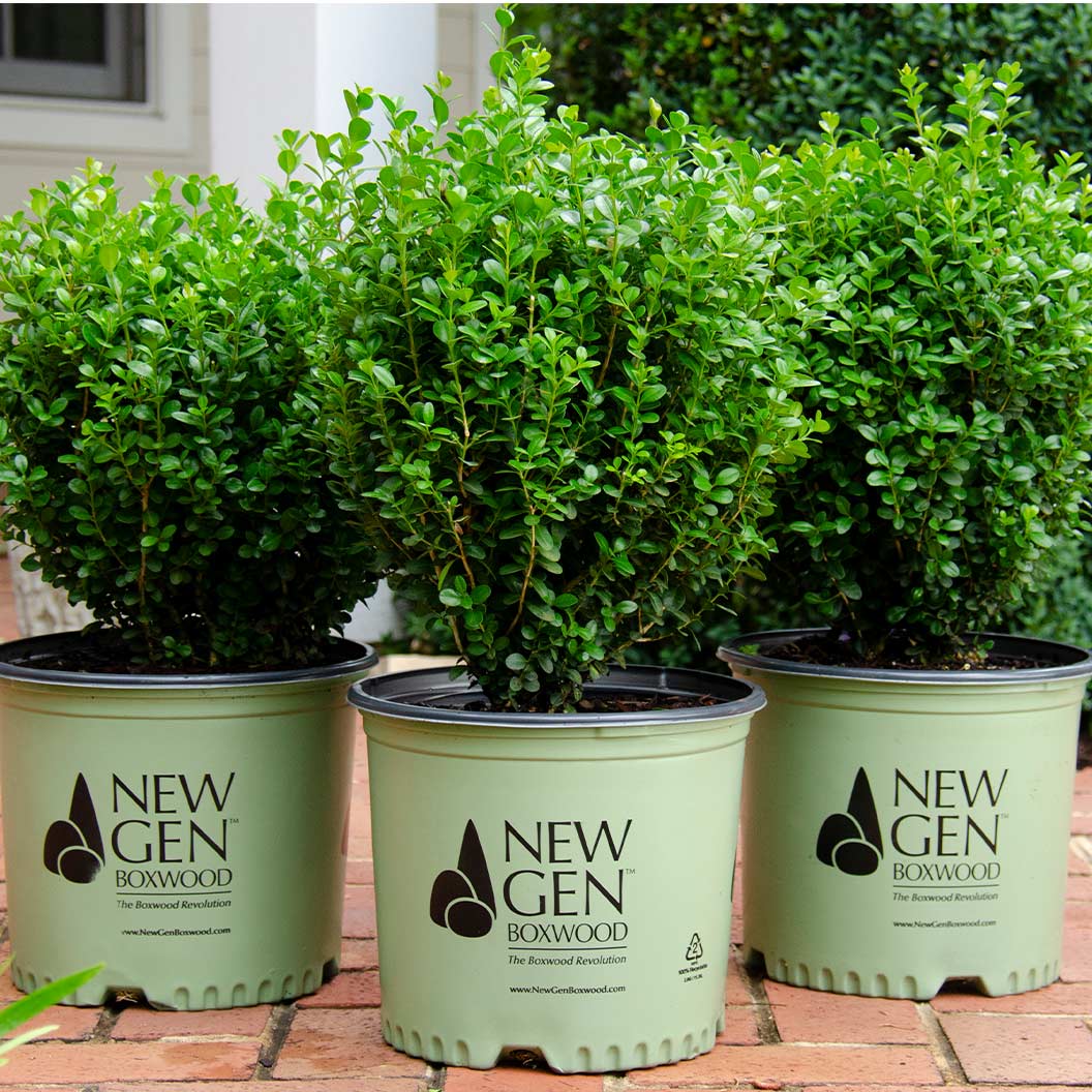 Proven Winners® NewGen Freedom® Boxwood - Image 6