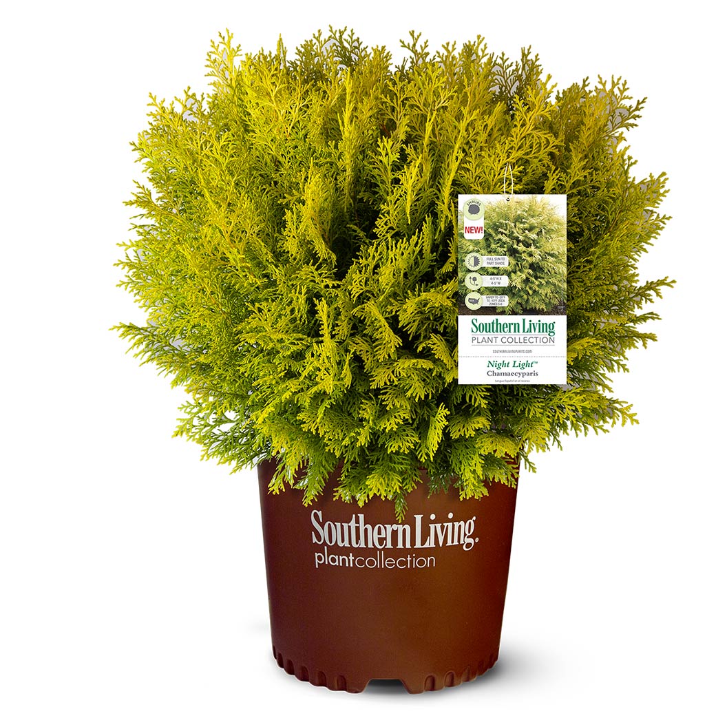 Southern Living® Night Light™ Chamaecyparis Shrub - Image 2