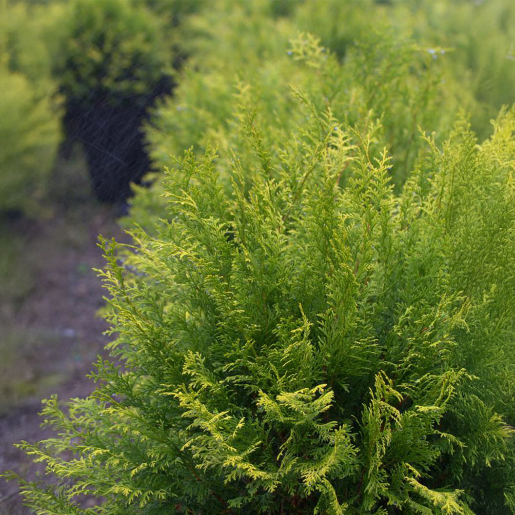 Southern Living® Night Light™ Chamaecyparis Shrub - Image 3