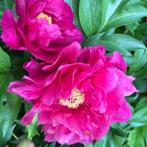 Garden Candy® Noa Jolie™ Itoh Peony Plant