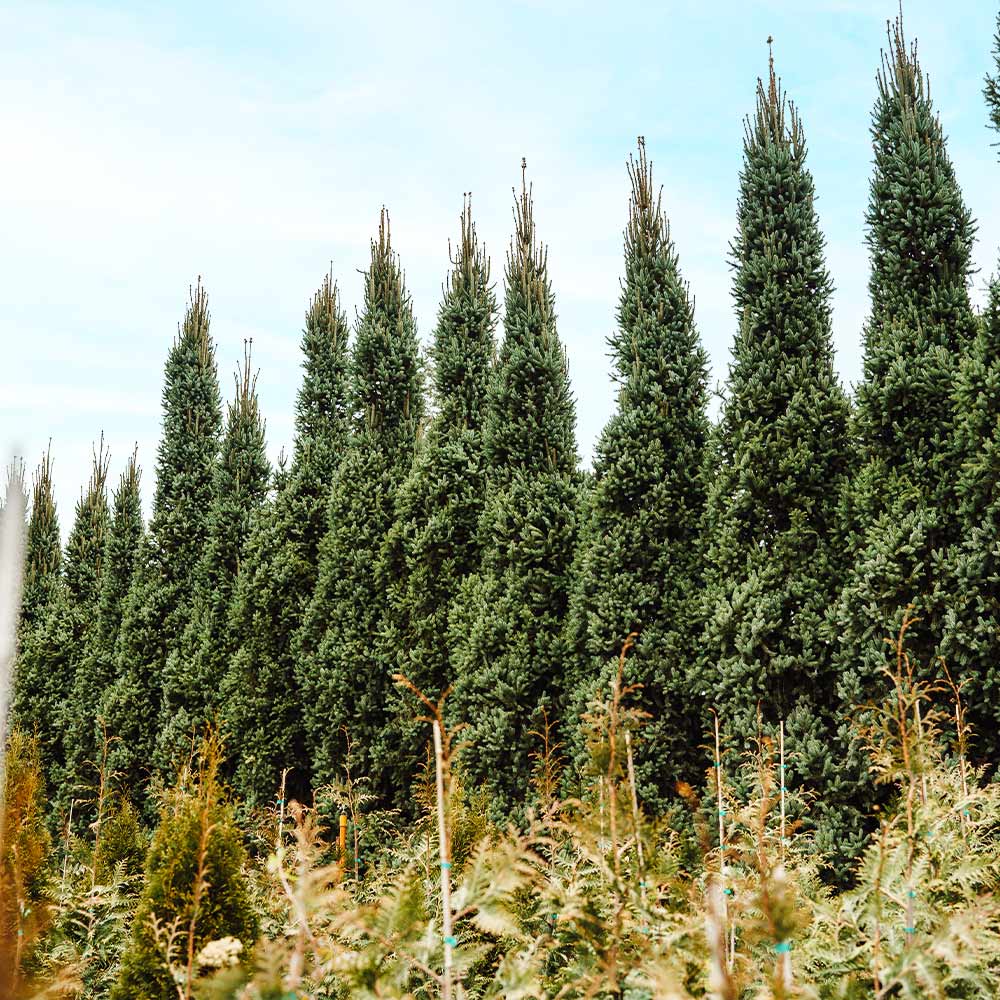 Columnar Norway Spruce - Image 3