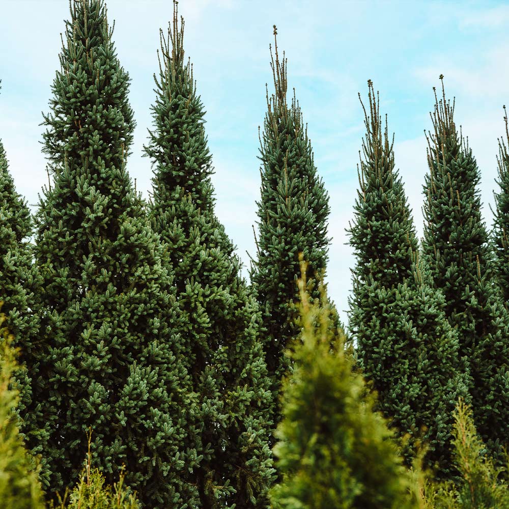 Columnar Norway Spruce - Image 2