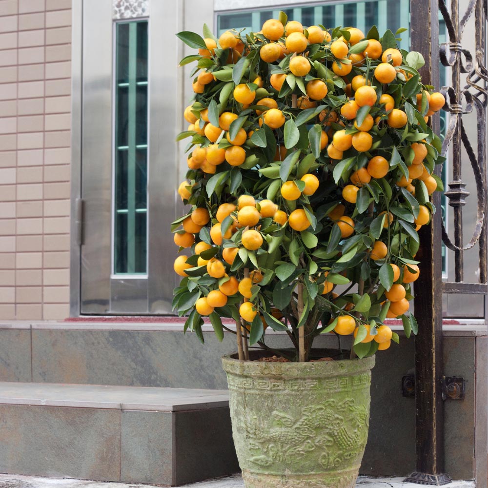 Nules Clementine Bush - Image 3