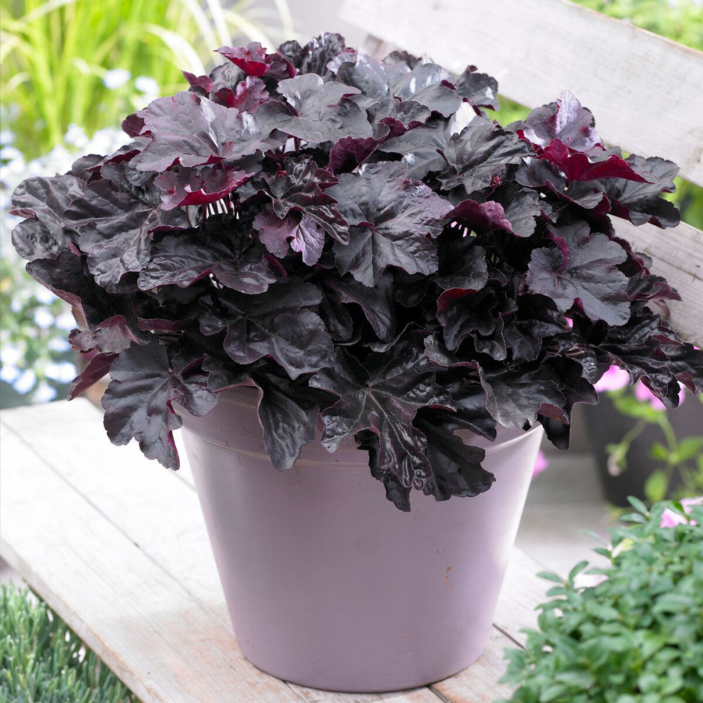 Obsidian Coral Bells (Heuchera) - Image 2