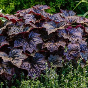 Obsidian Coral Bells (Heuchera)