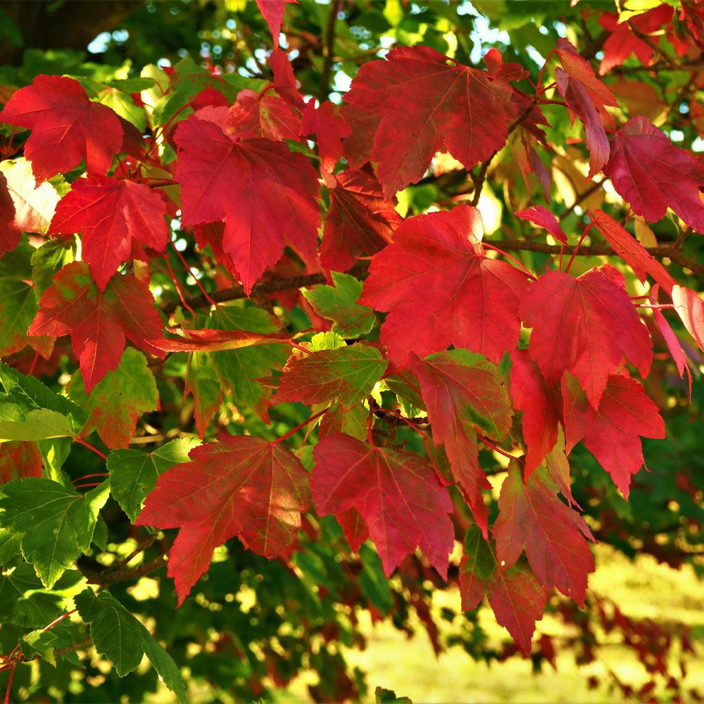 October Glory Red Maple Tree - Image 2