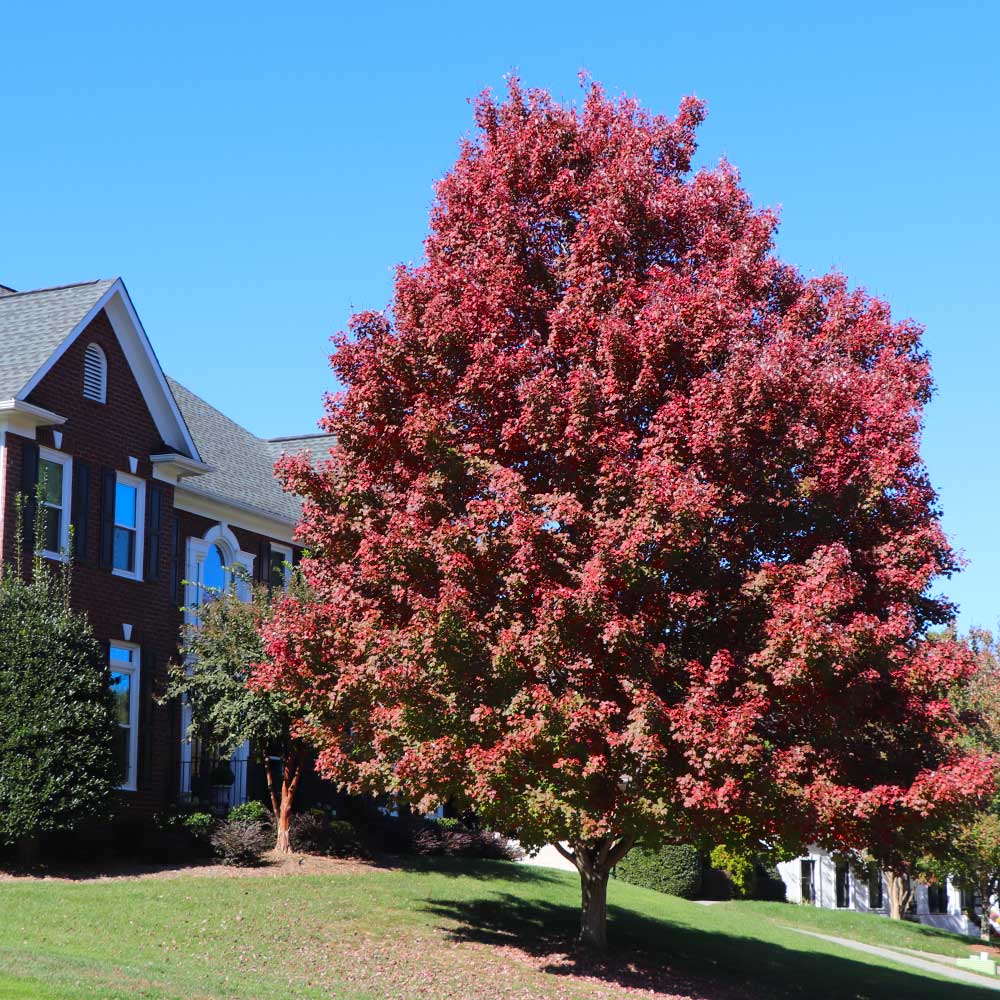 October Glory Red Maple Tree - Image 4
