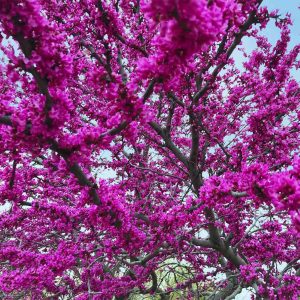 Oklahoma Redbud Tree
