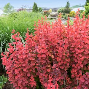 Southern Living® Orange Rocket Barberry Shrub