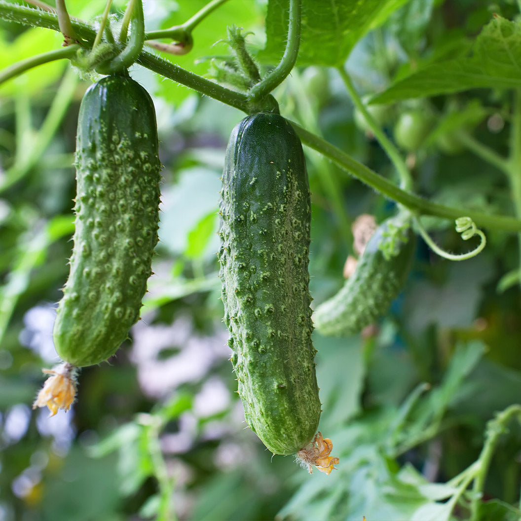 Patio Snack Organic Veggie 4 Pack Plant - Image 5