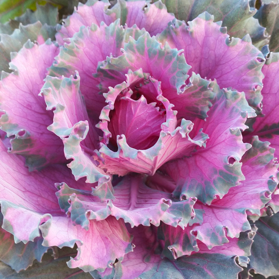 Osaka Red Ornamental Cabbage - Image 2