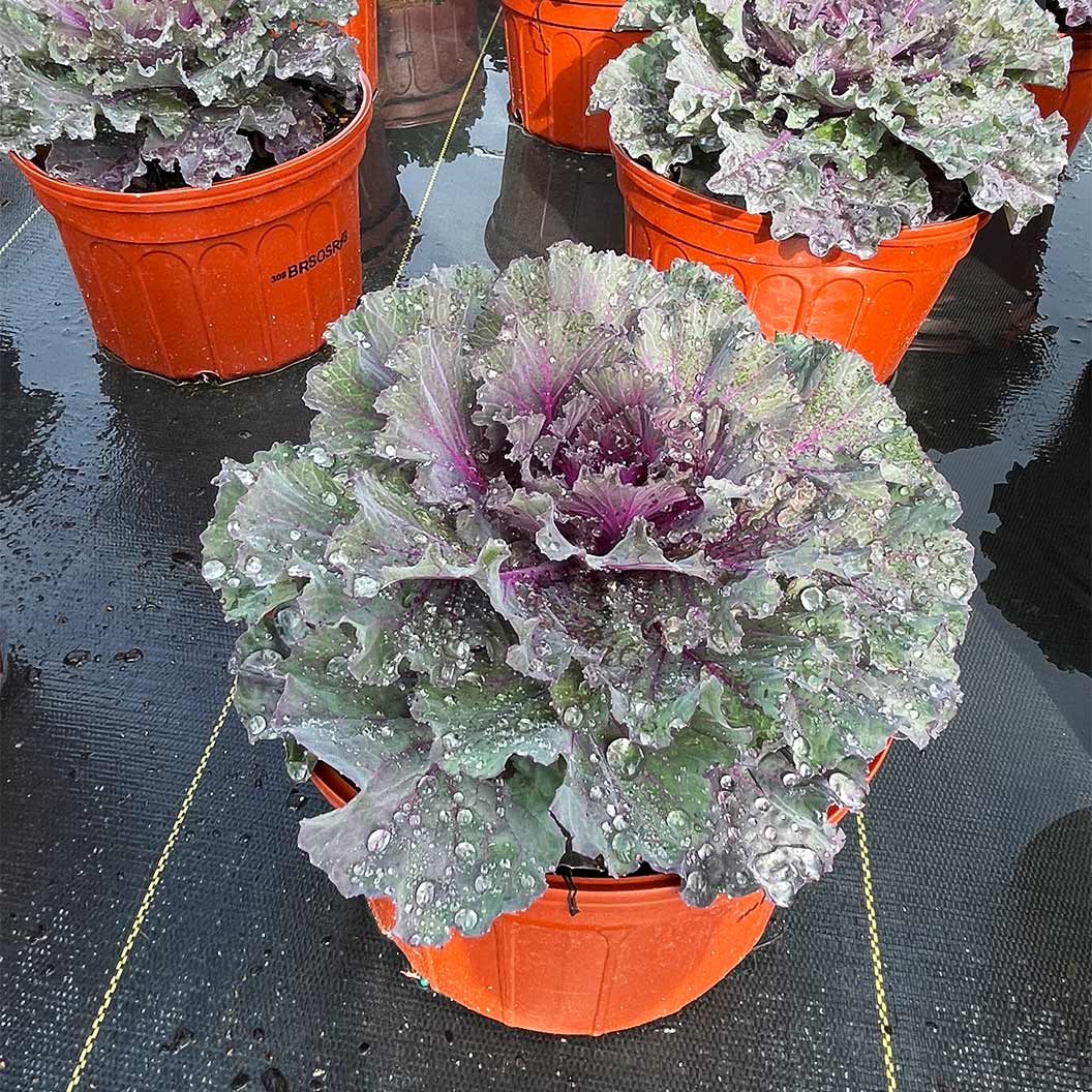 Osaka Red Ornamental Cabbage - Image 4