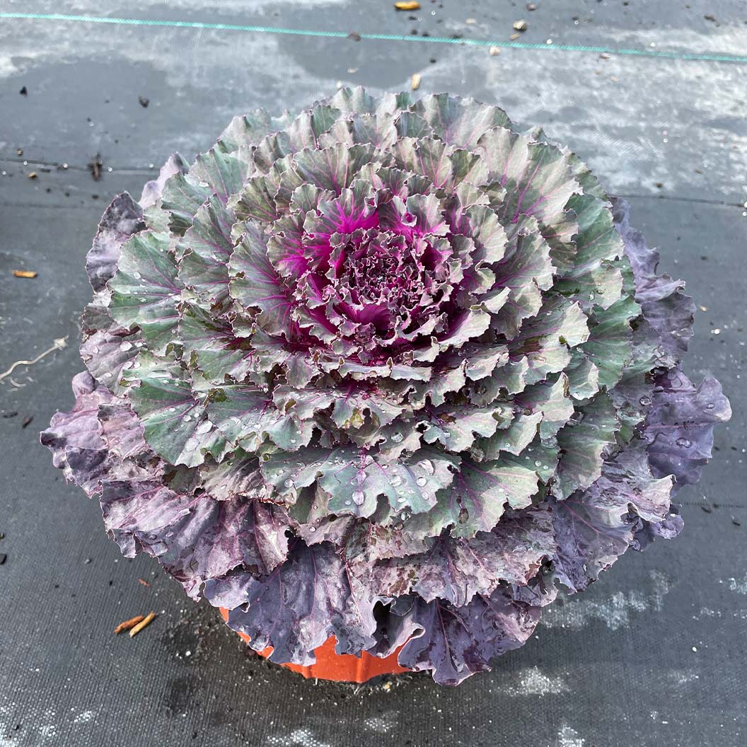 Osaka Red Ornamental Cabbage - Image 3