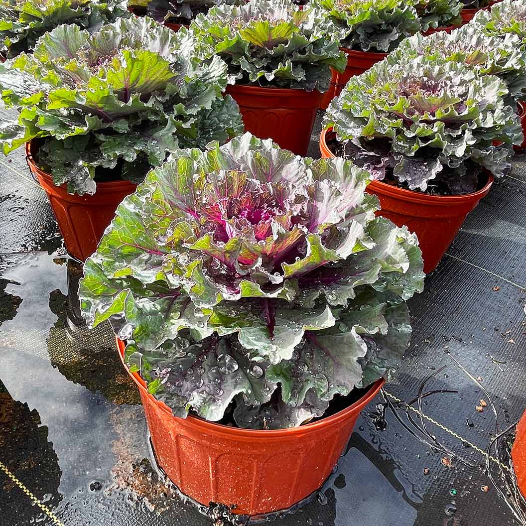 Osaka Red Ornamental Cabbage - Image 5