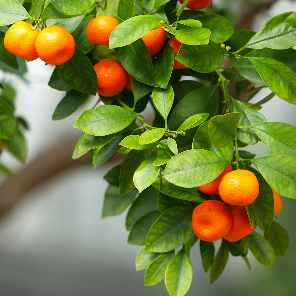 Owari Satsuma Mandarin Tree - Image 2