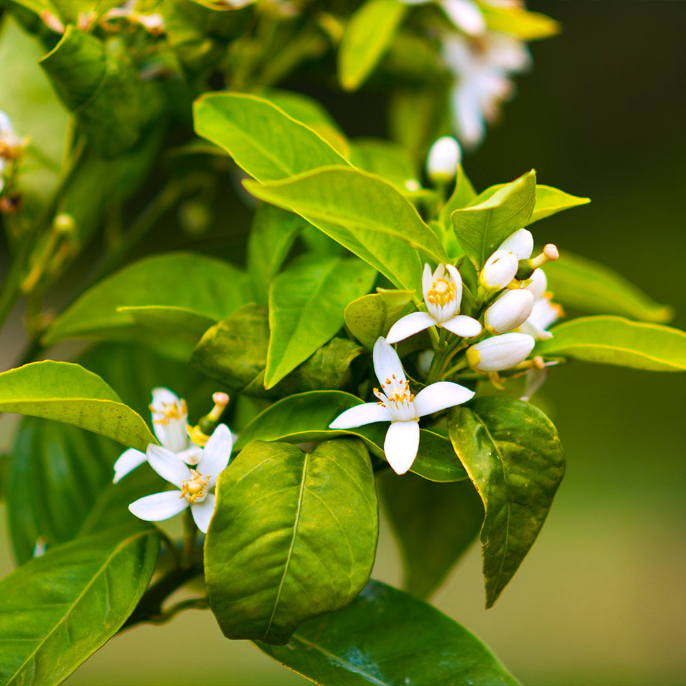 Owari Satsuma Mandarin Tree - Image 3