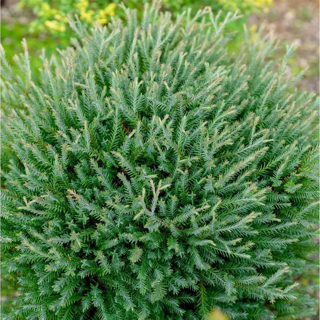 Southern Living® Pancake™ Arborvitae Shrub - Image 2
