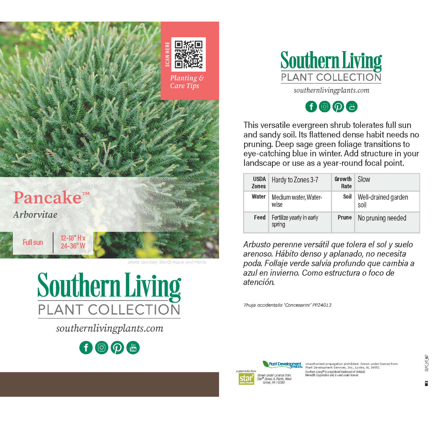 Southern Living® Pancake™ Arborvitae Shrub - Image 5