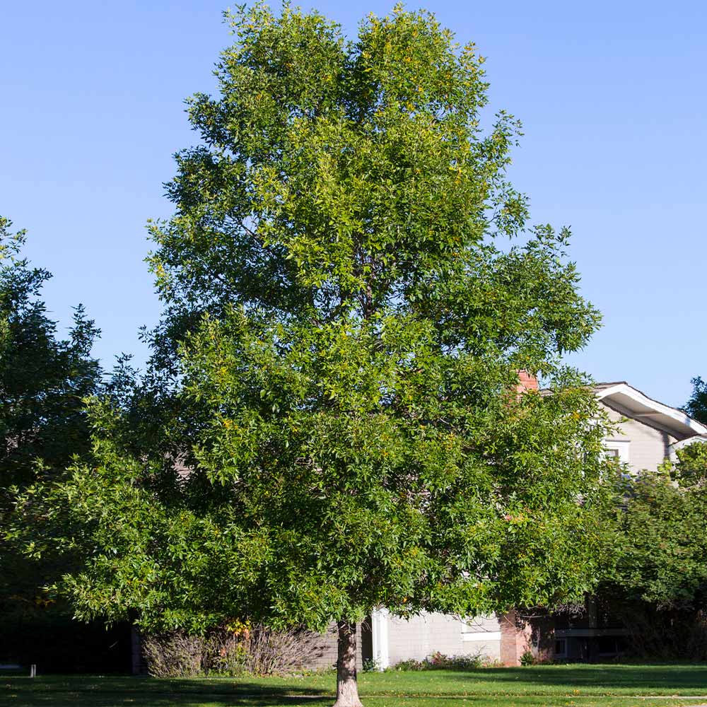 Patmore Green Ash Tree - Image 2